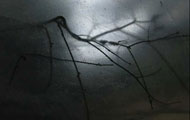 sound of insects